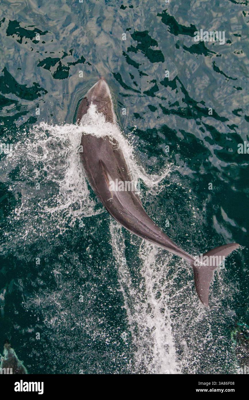 Un delfino adulto dal lato bianco del Pacifico (Lagenorhynchus obliquidens) che salta nello stretto di Johnstone, Columbia Britannica, Canada Foto Stock