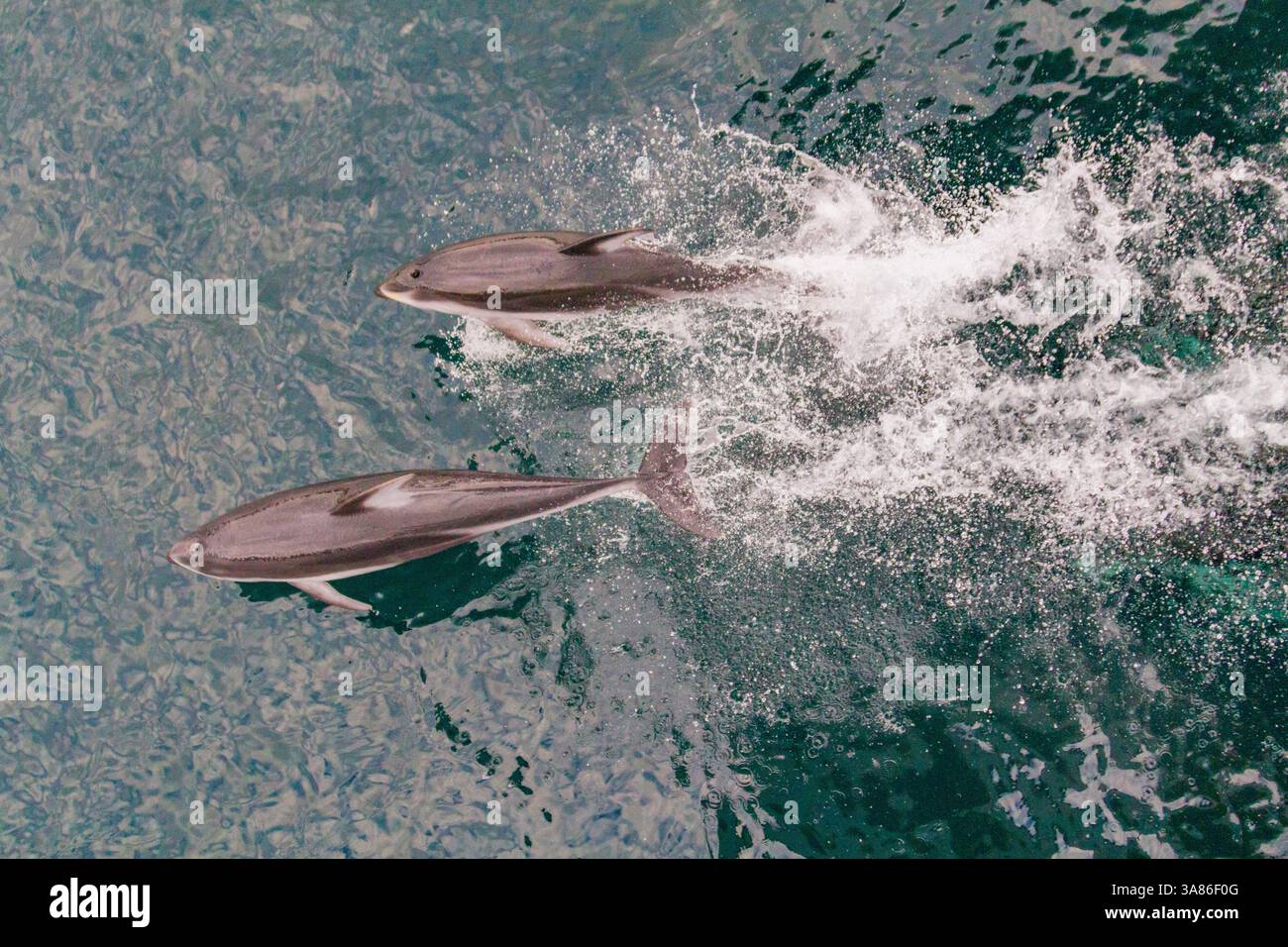 Un branco di delfini dal lato bianco del Pacifico (Lagenorhynchus obliquidens) cavalcano ad arco nello stretto di Johnstone, Columbia Britannica, Canada Foto Stock