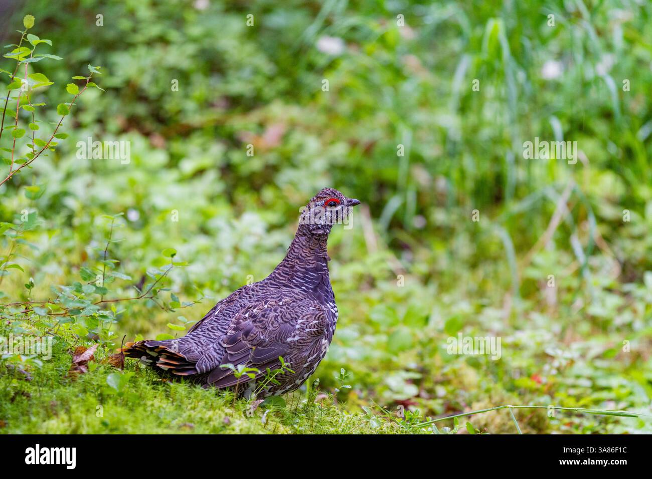 Grouse maschio adulto (Franklin's) (Falcipennis canadensis) vicino al fiume Brooks, al Katmai National Park, Alaska, Stati Uniti d'America Foto Stock
