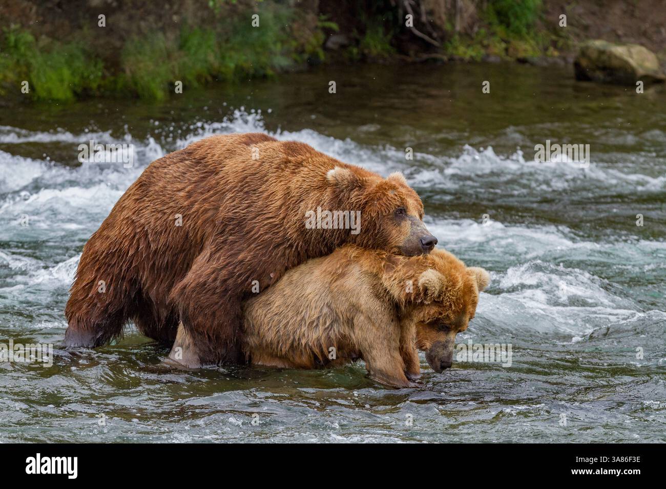 Comportamento di corteggiamento degli orsi bruni adulti (Ursus arctos), Brooks River, Katmai National Park vicino a Bristol Bay, Alaska, Stati Uniti d'America Foto Stock