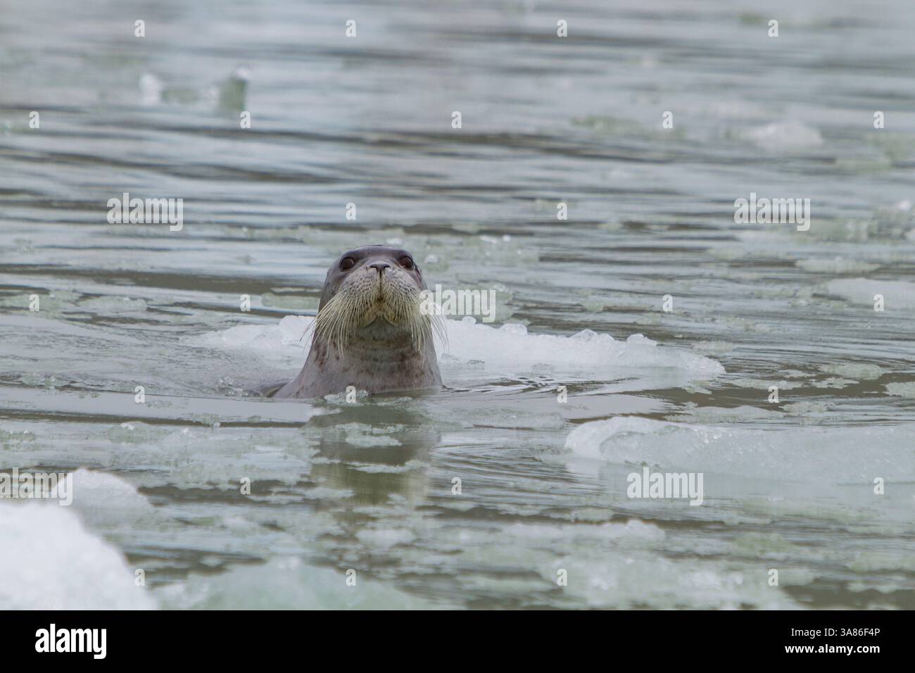 Foca con barba adulta (Erignathus barbatus) che nuota tra i ghiacci dell'arcipelago delle Svalbard, Norvegia Foto Stock