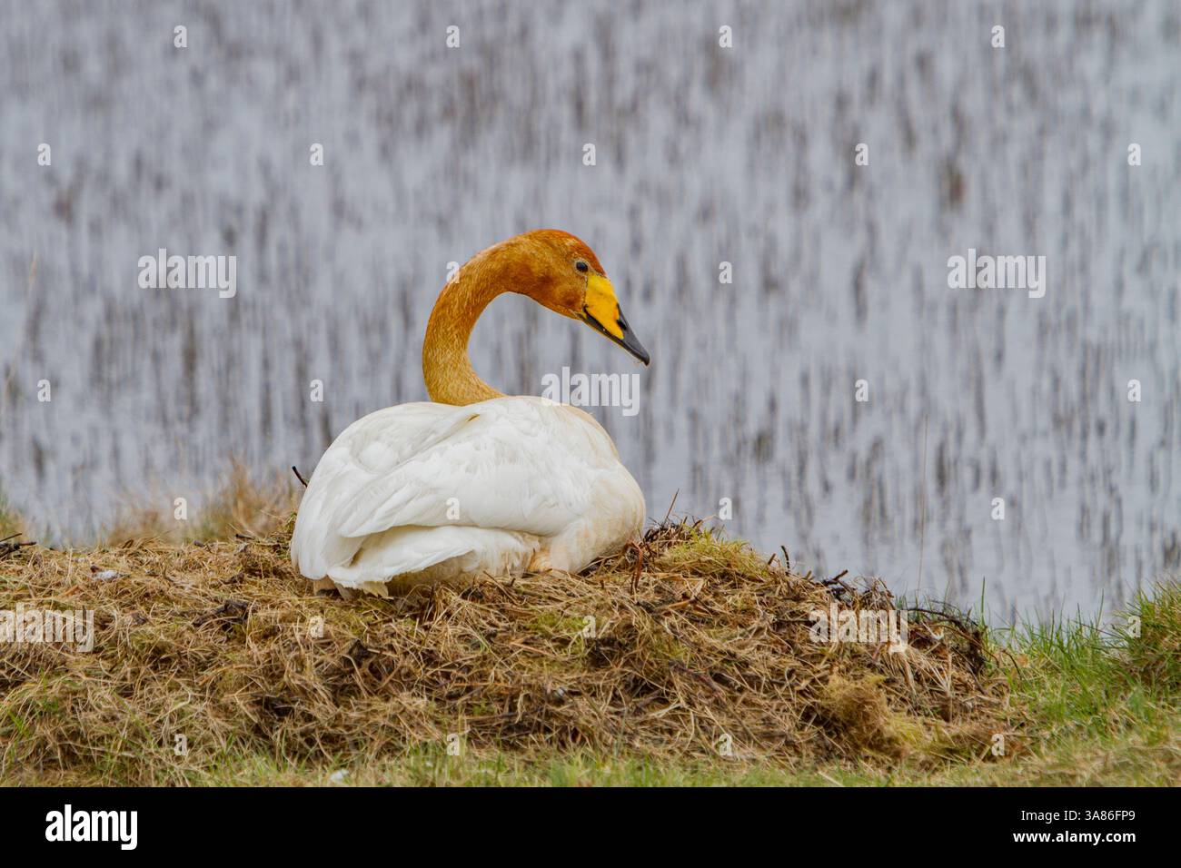 Perlustratore adulto (Cygnus cygnus), coppia sul nido vicino al lago Myvatn, Islanda Foto Stock
