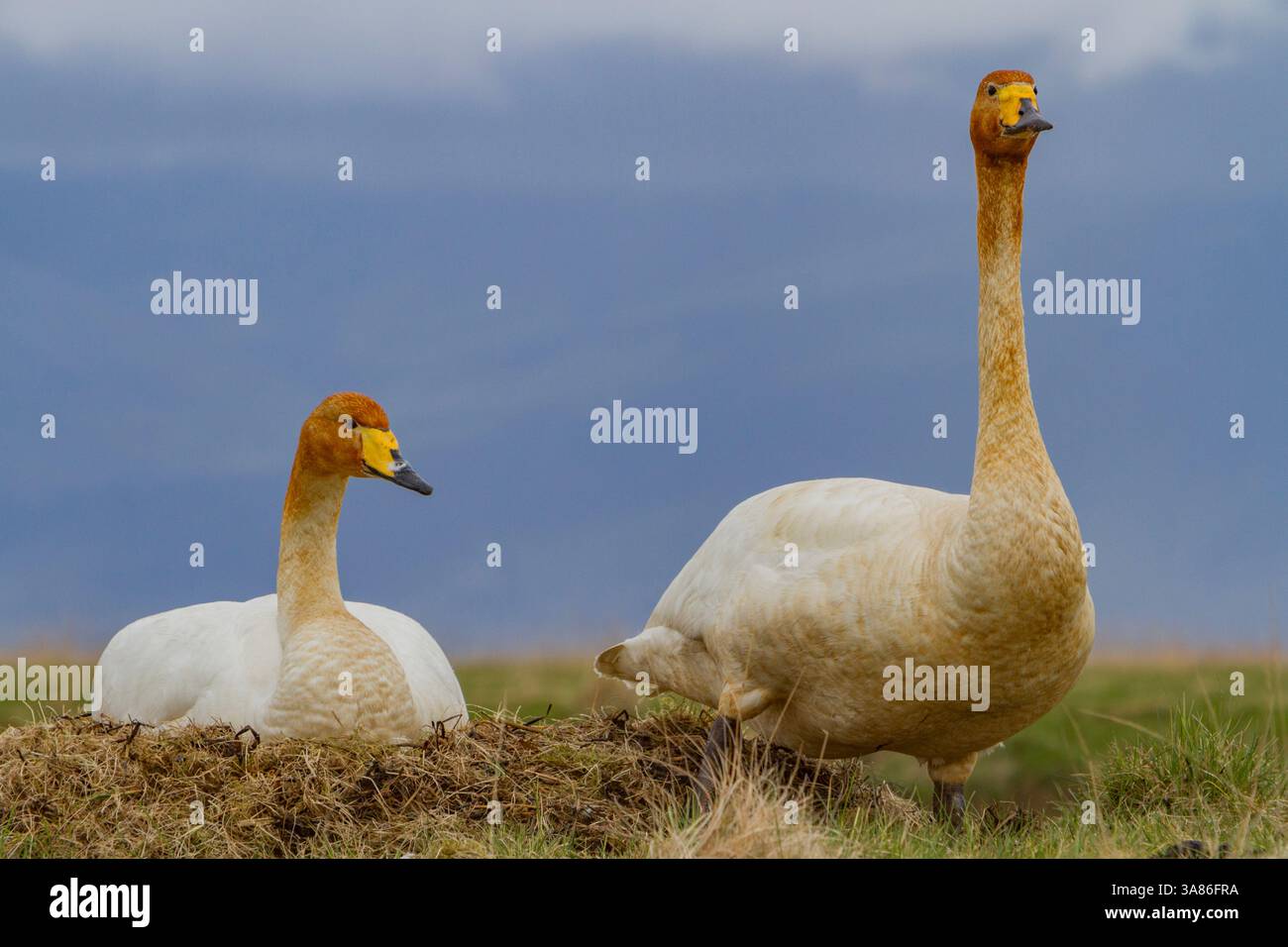 Perlustratore adulto (Cygnus cygnus), coppia sul nido vicino al lago Myvatn, Islanda Foto Stock
