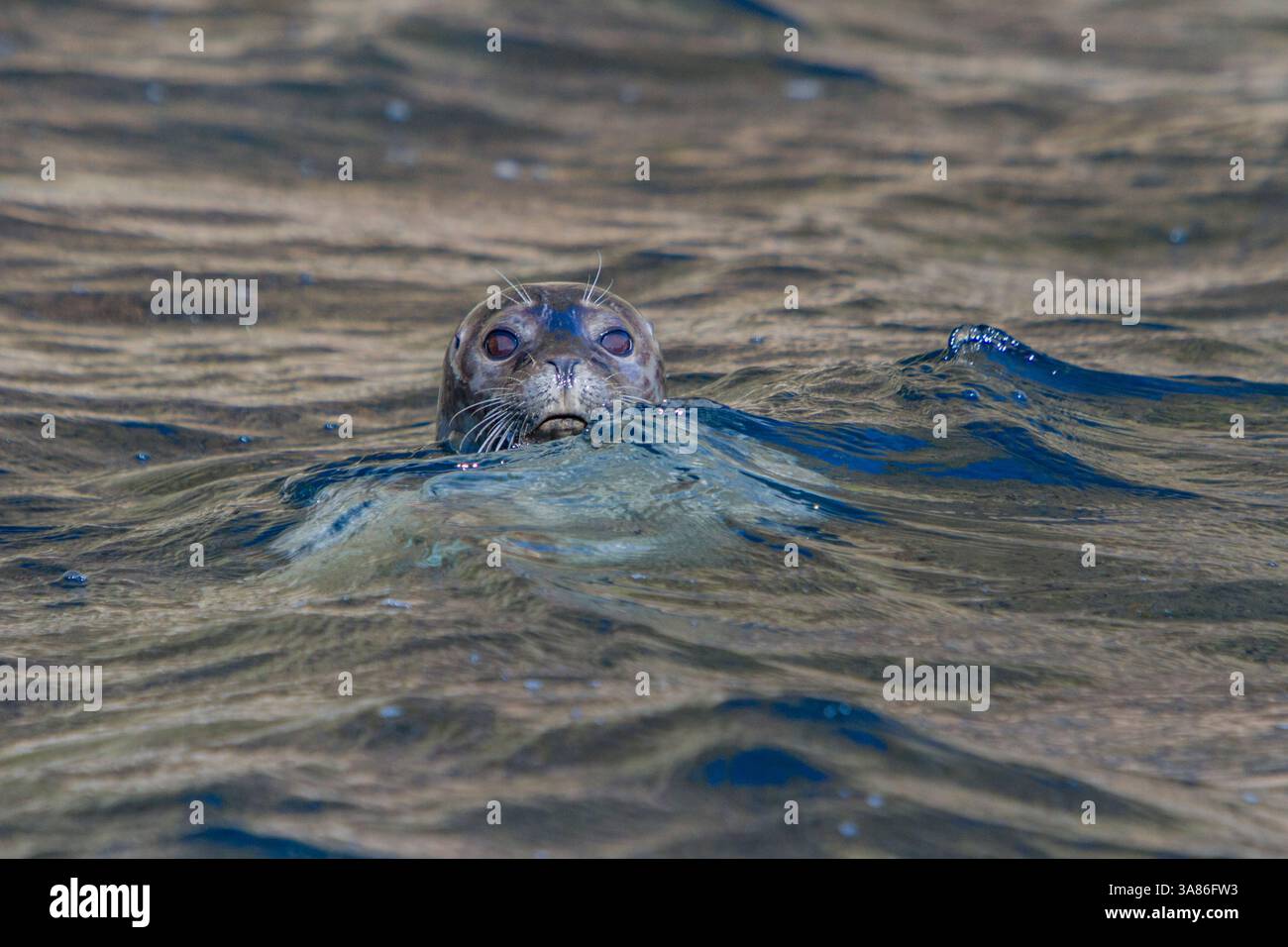 Curiosa foca portuale (Phoca vitulina), si avvicina a Zodiac all'isola di Vigur, Islanda Foto Stock