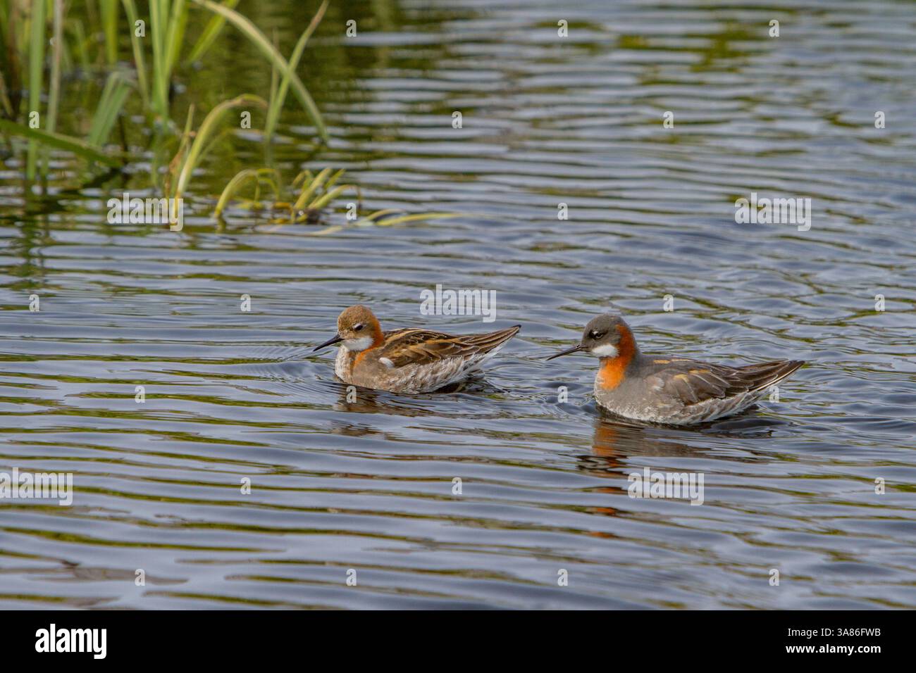 Falaropi adulti dal collo rosso (Phalaropus lobatus) in piumaggio da riproduzione sull'isola Flatey, Islanda Foto Stock