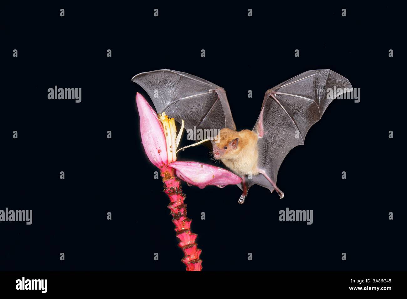Pipistrello di nettare d'arancia (Lonchophylla robusta) che aleggia e beve nettare da un fiore di banana rosso selvatico (Musa velutina) nella foresta pluviale, Costa Rica Foto Stock