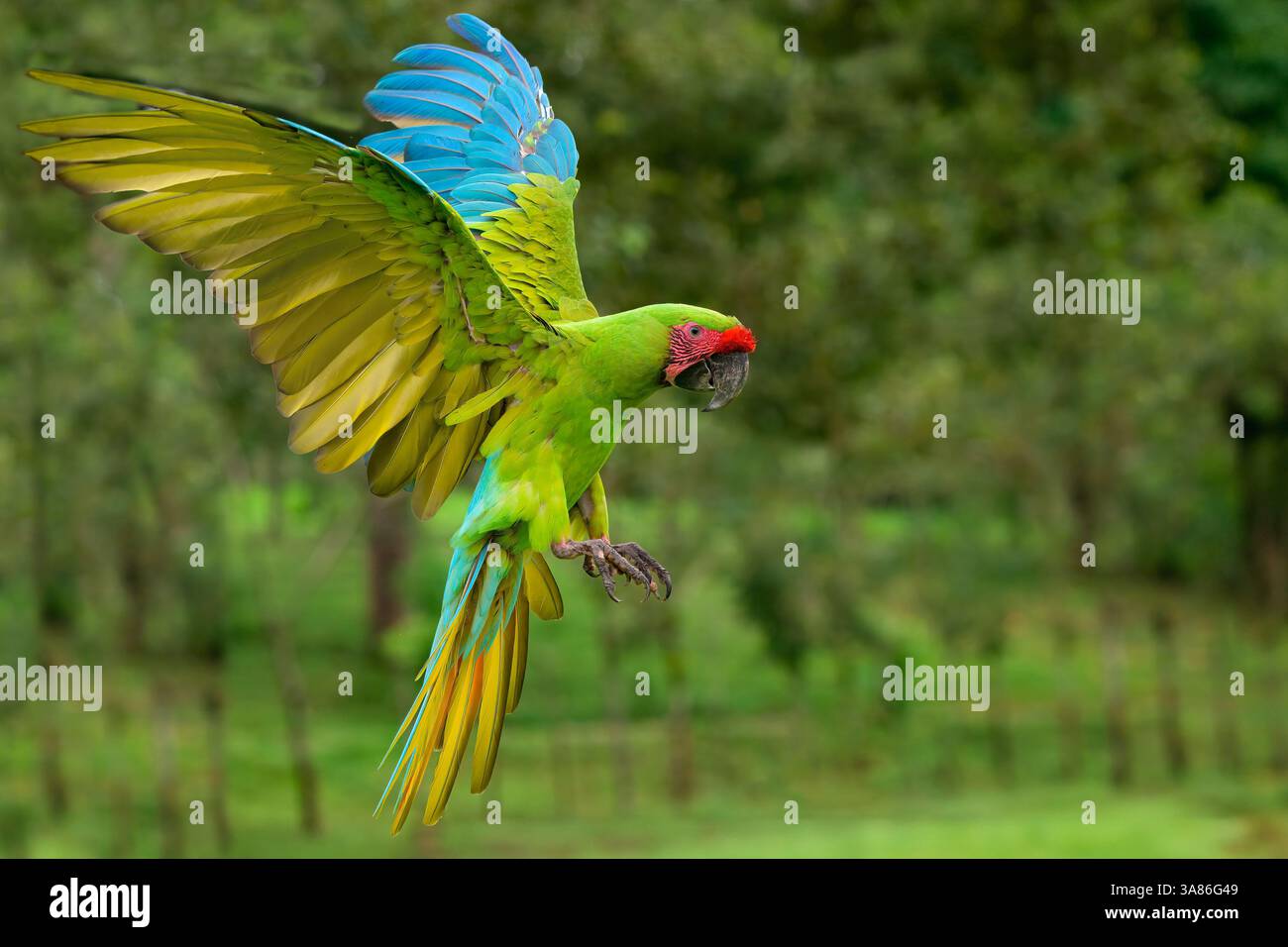 Flying Great Green Macaw (Grand Military Macaw) (Ara ambiguus), Costa Rica Foto Stock