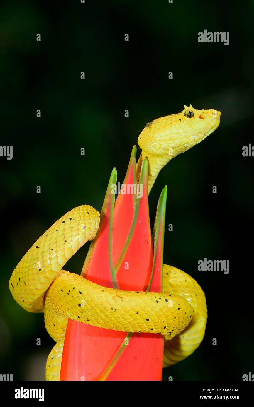 vipera delle ciglia delle Highland (Bothriechis schlegelii) arrotolata intorno a un fiore, Costa Rica Foto Stock