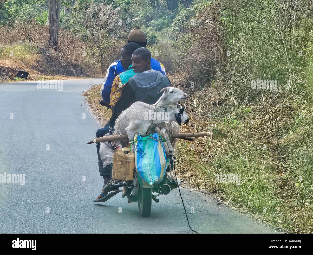 Tre uomini con due capre in moto, Repubblica Centrafricana Orientale Foto Stock
