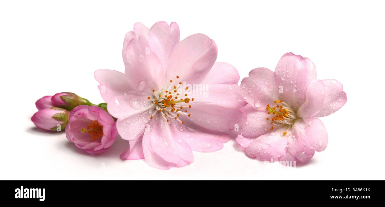 I bellissimi fiori di ciliegio rosa si chiudono in primavera, con gocce d'acqua, isolate su bianco puro Foto Stock