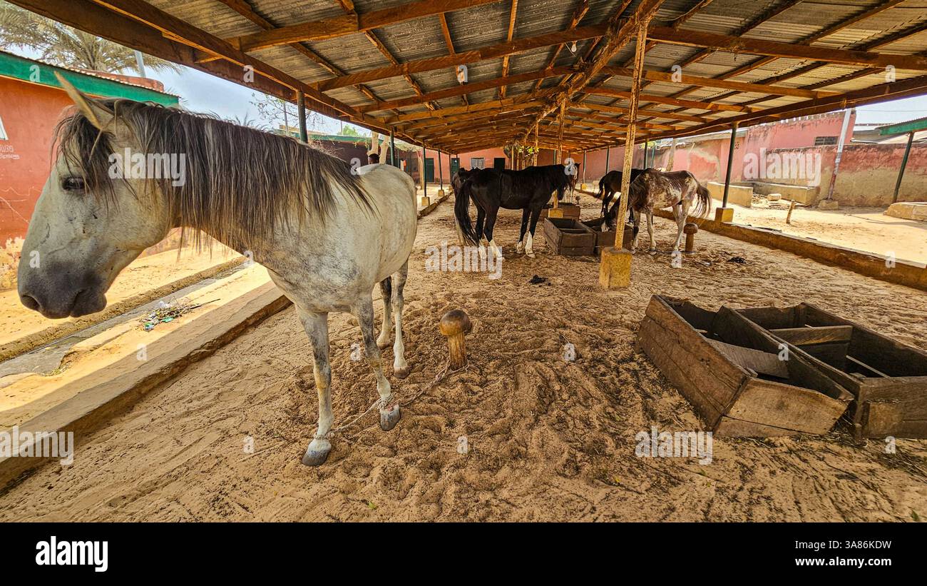 Il cavallo dell'Emiro, il palazzo dell'Emiro Fadar Daurama, l'Emirato Daura, lo stato di Katsina, Nigeria Foto Stock