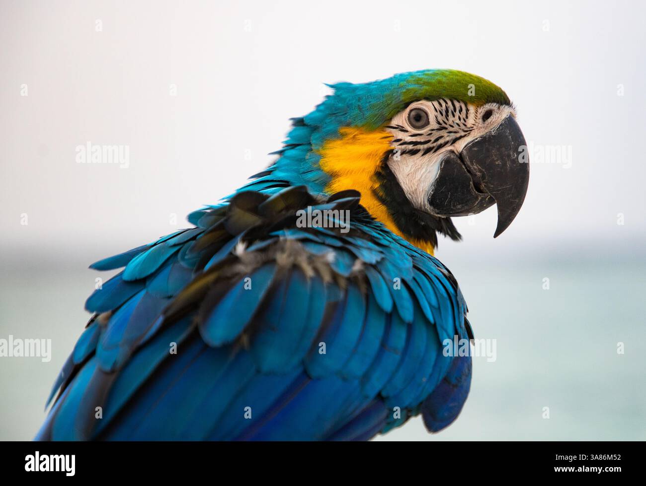 Ritratto ravvicinato di un pappagallo, Macaw, le Maldive, Oceano Indiano Foto Stock