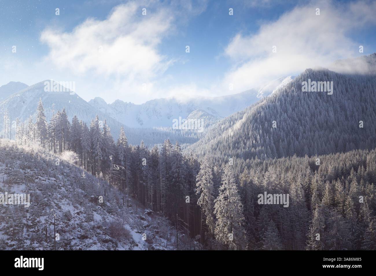 Vista aerea degli abeti innevati, Polonia Foto Stock