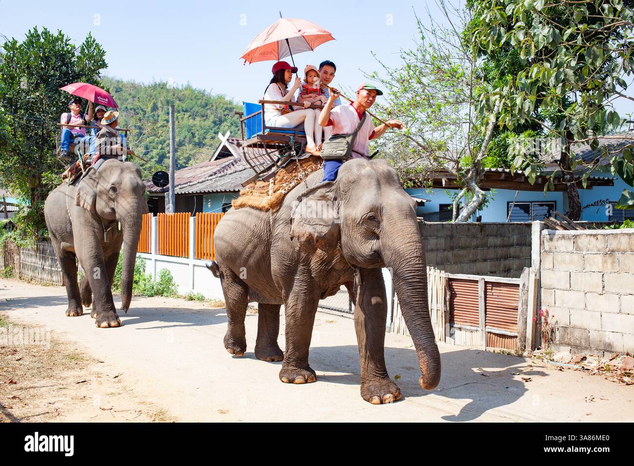 Campo di equitazione degli elefanti vicino a Chiang Rai, Thailandia Foto Stock