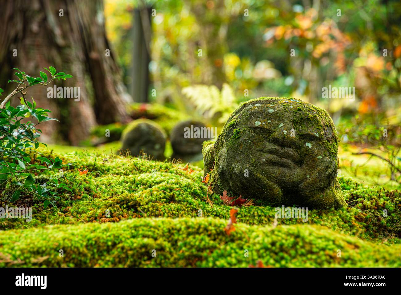 Statua in pietra nel lussureggiante giardino della foresta, circondata da felci e fogliame vicino al Tempio di Sanzen-in, Ohara, Kyoto, Honshu, Giappone Foto Stock