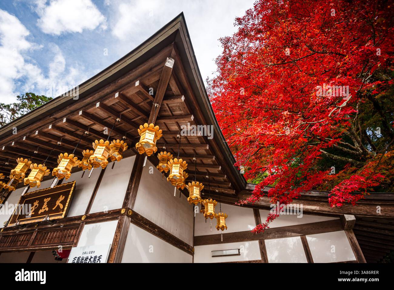 Tradizionale tempio giapponese con vivaci alberi di acero rosso e lanterne dorate ornate appese in file sotto il soffitto di un tempio, Kyoto, Honshu, Giappone Foto Stock