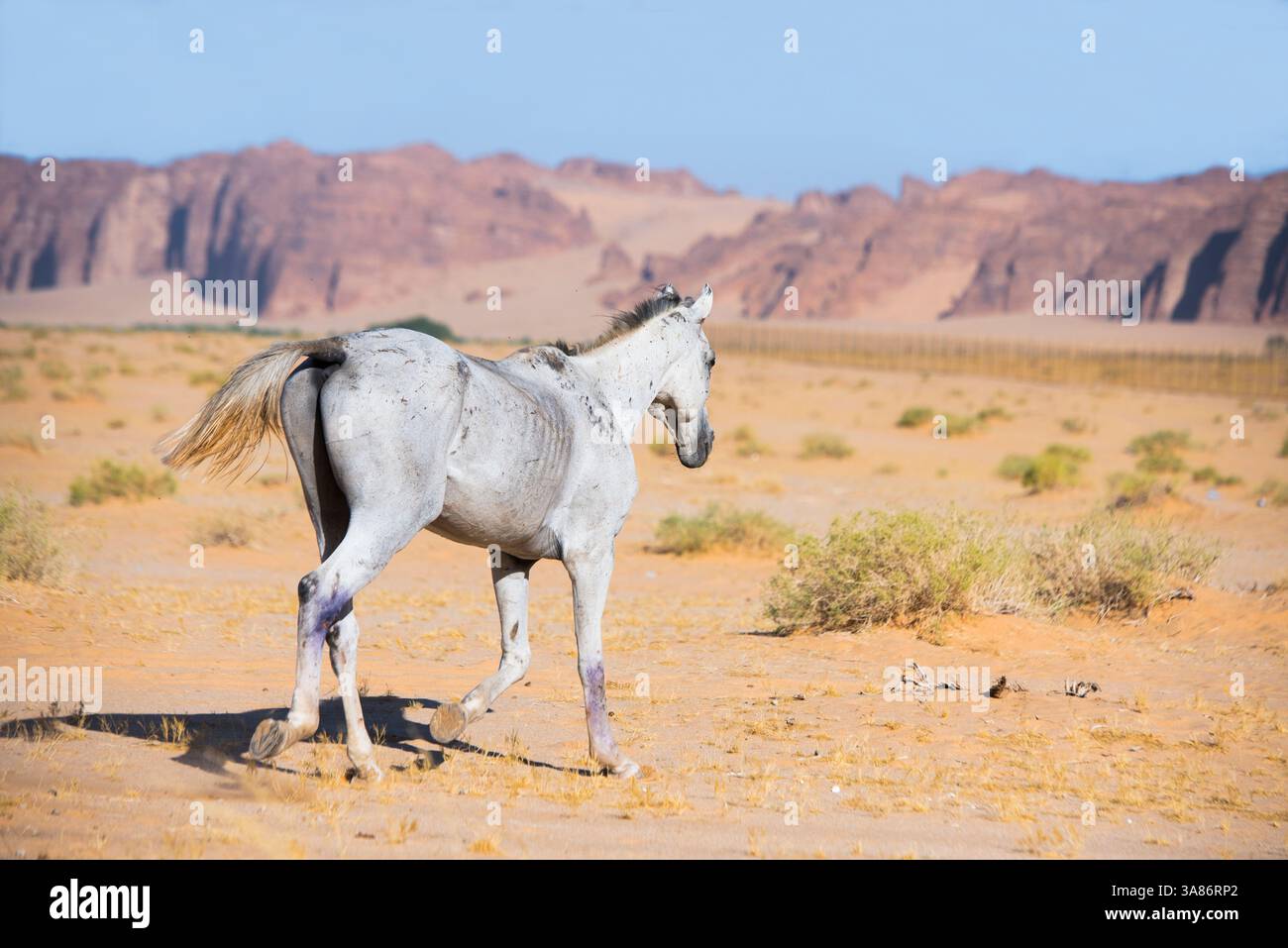 Equitazione libera nei pressi della porta di Alqaleebah della riserva naturale di Sharaan, Alula, provincia di Medina, Arabia Saudita Foto Stock