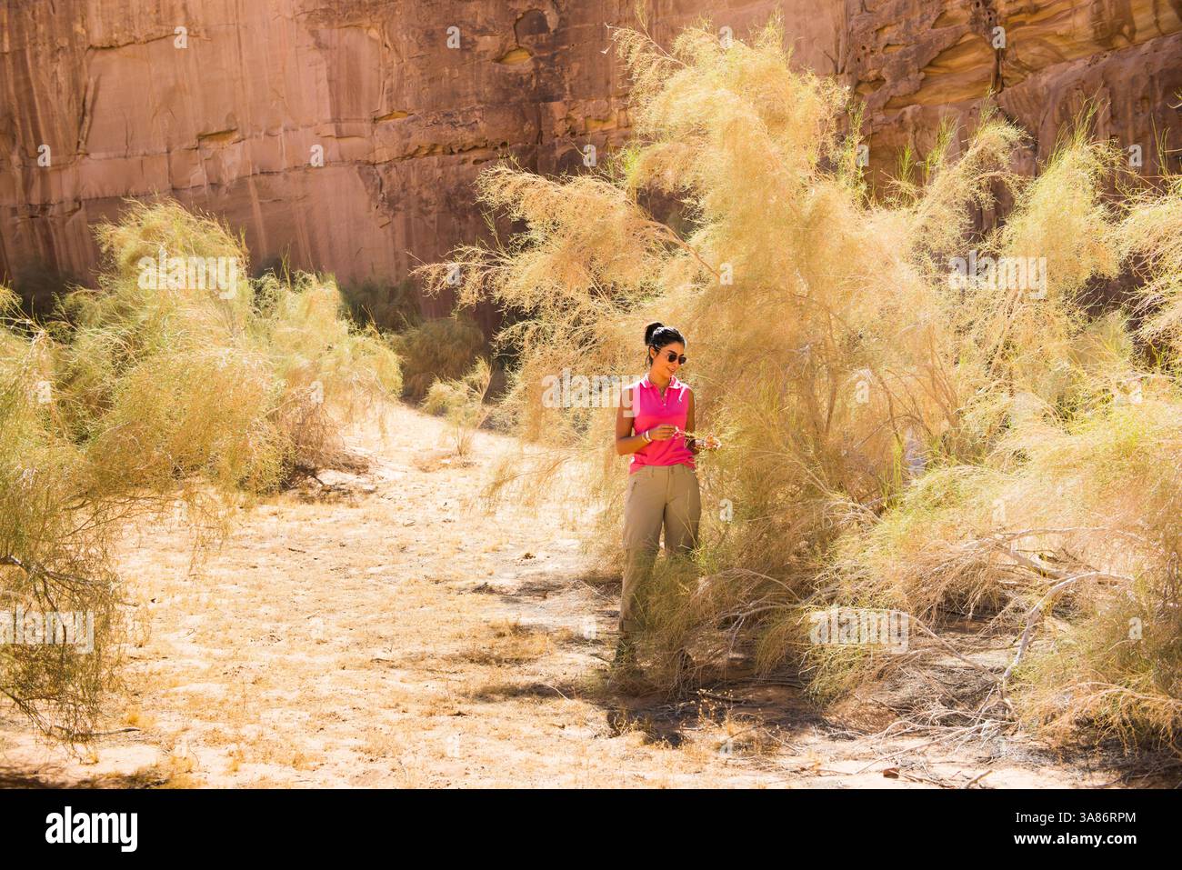 Rana El Zein, vicedirettore di AFALULA, e saxaul bianco (Haloxylon persicum), riserva naturale di Sharaan, Alula, provincia di Medina, Arabia Saudita Foto Stock
