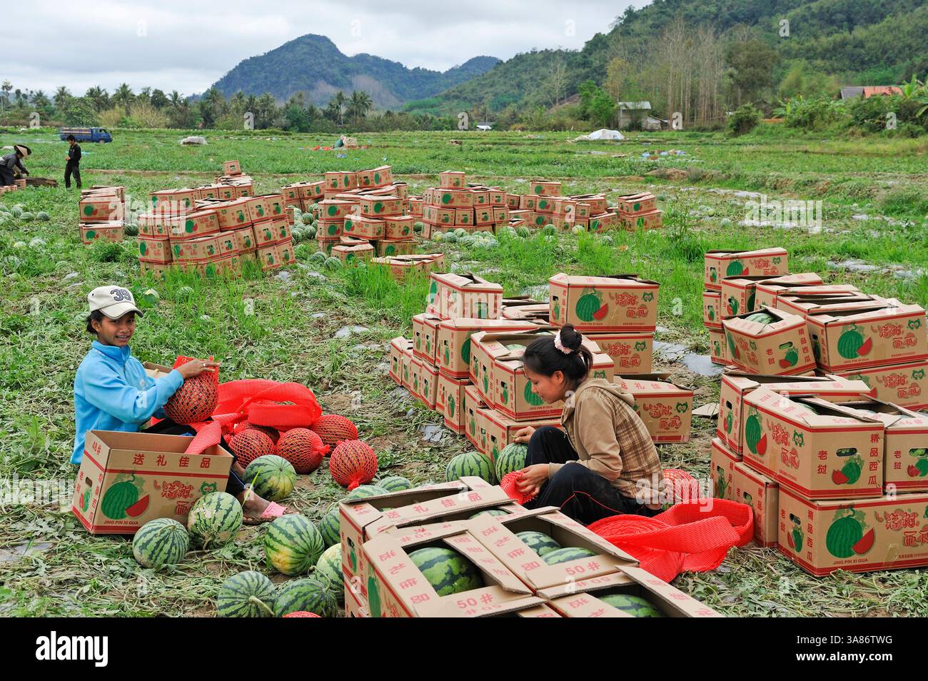 Raccolta di anguria su terreni acquistati o affittati dalla Cina per il mercato cinese, zona di Nong Khiaw, Laos settentrionale Foto Stock