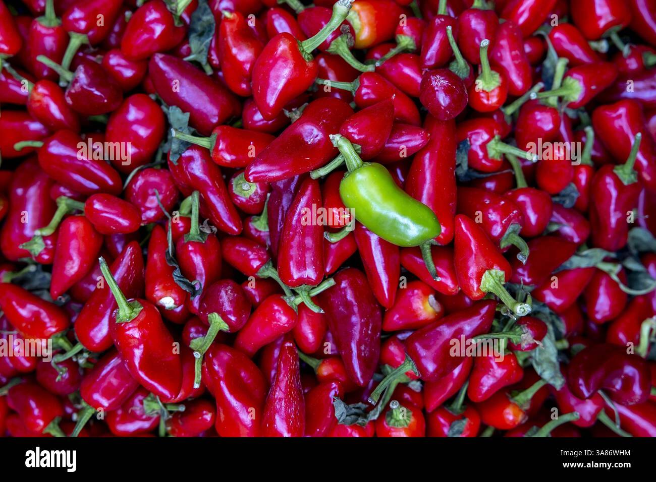 Peperoni rossi e un peperone verde in un negozio a Moulay Idriss Zerhon, Marocco Foto Stock