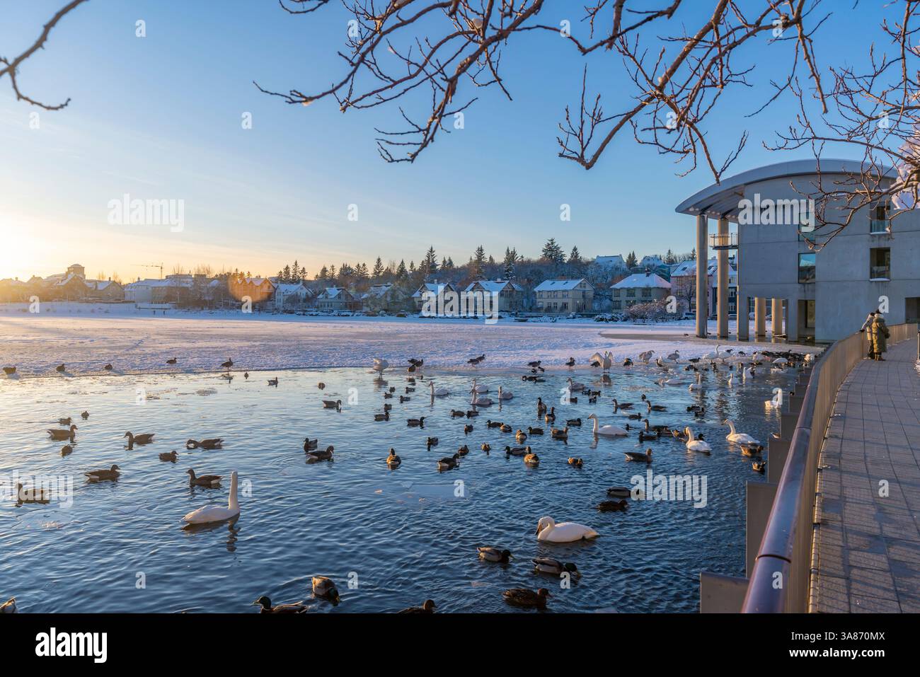 Vista dei cigni e delle anatre con l'edificio modello islandese nel centro della città di Reykjavik in inverno, Reykjavik, Islanda Foto Stock