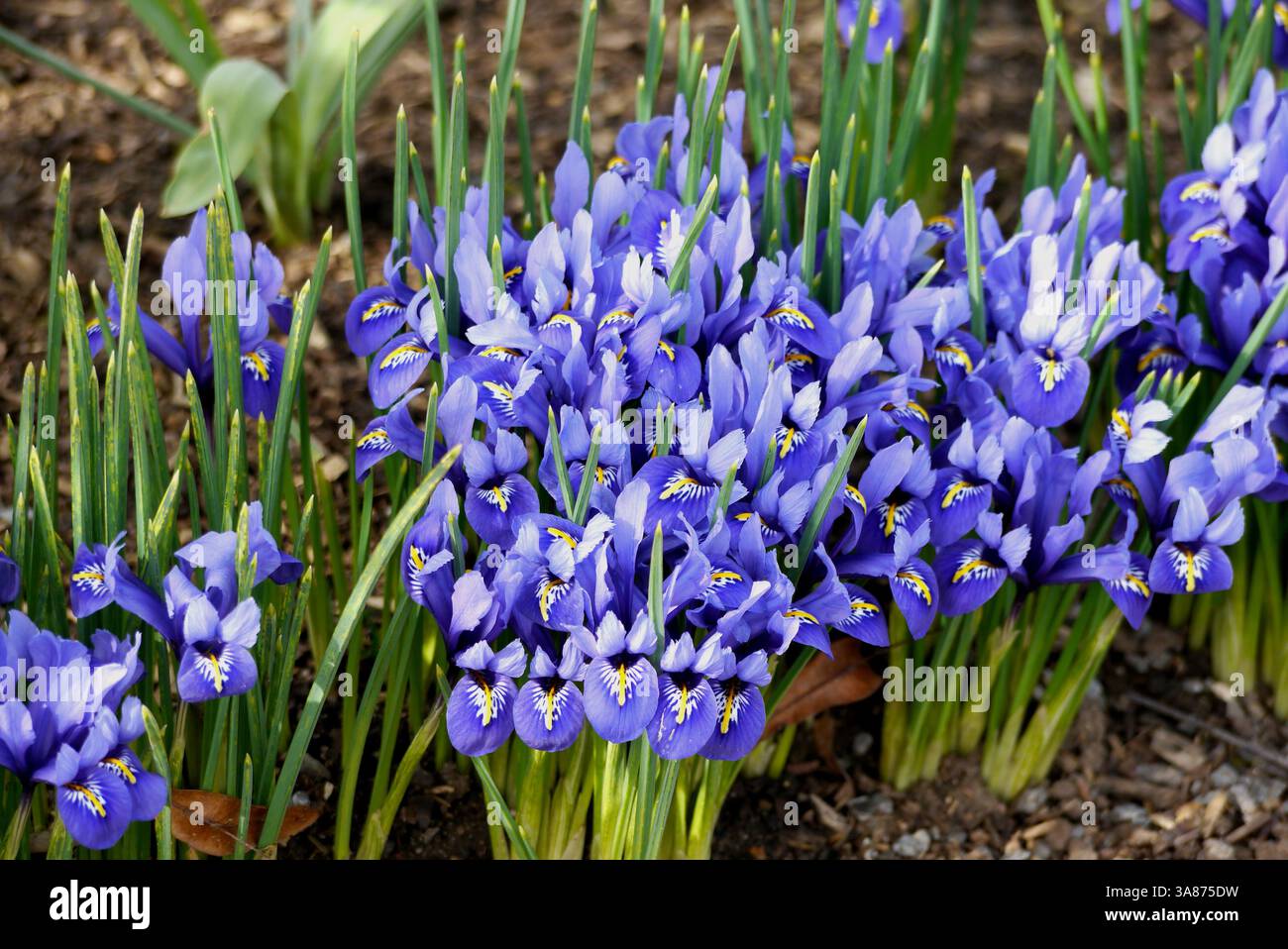 Violet/Purple Early Bulbous 'Iris reticulata' (Dwarf Iris) Flowers Grown in the Border presso RHS Garden Harlow Carr, Harrogate, Yorkshire, Inghilterra, Regno Unito Foto Stock