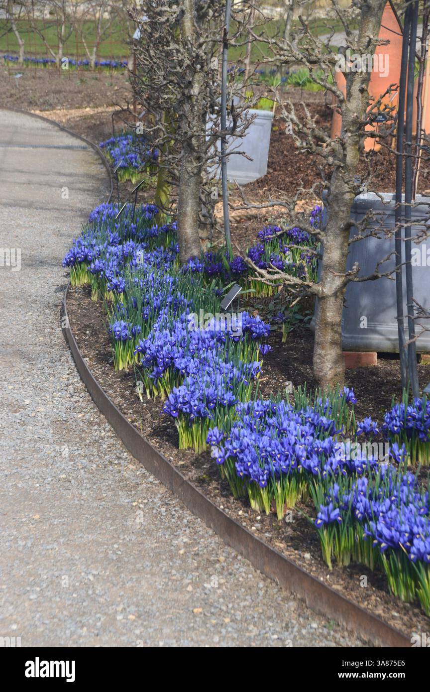 Violet/Purple Early Bulbous 'Iris reticulata' (Dwarf Iris) Flowers Grown in the Border presso RHS Garden Harlow Carr, Harrogate, Yorkshire, Inghilterra, Regno Unito Foto Stock
