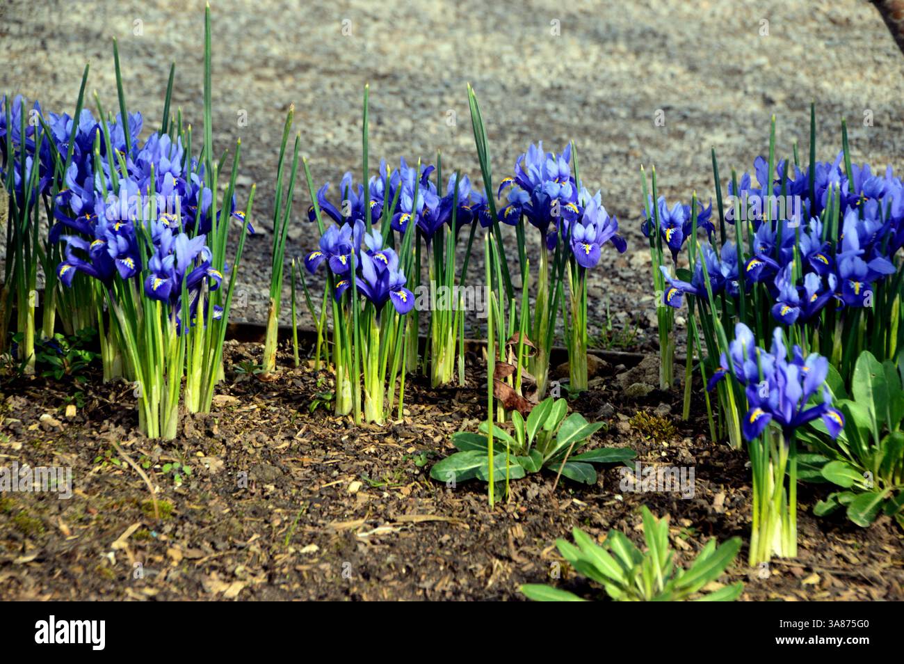 Violet/Purple Early Bulbous 'Iris reticulata' (Dwarf Iris) Flowers Grown in the Border presso RHS Garden Harlow Carr, Harrogate, Yorkshire, Inghilterra, Regno Unito Foto Stock