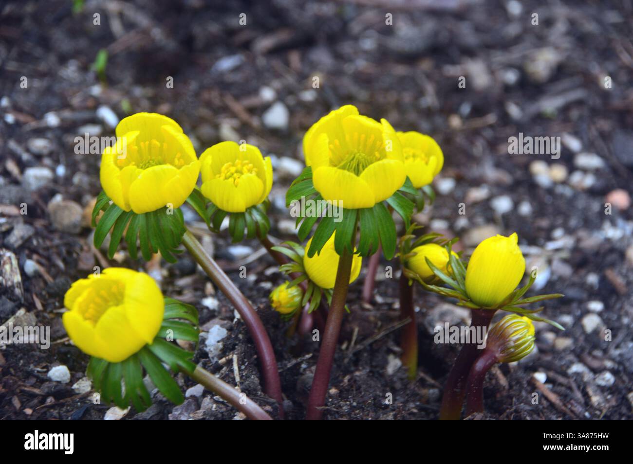 Yellow Eranthis Hyemalis "Cilicica Group" (Winter Aconite) Fiori coltivati al confine presso RHS Garden Harlow Carr, Harrogate, Yorkshire, Inghilterra, Regno Unito Foto Stock