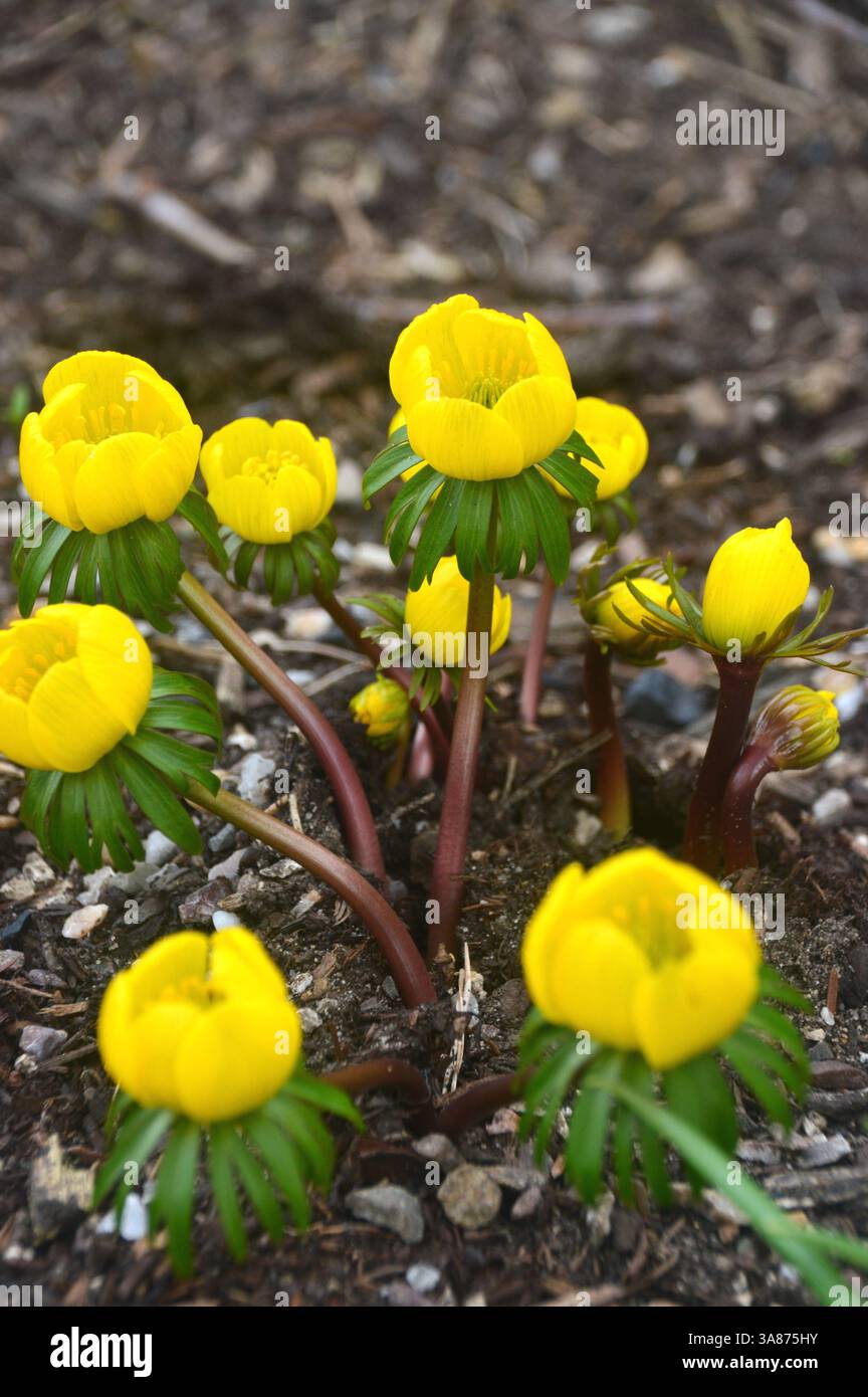 Yellow Eranthis Hyemalis "Cilicica Group" (Winter Aconite) Fiori coltivati al confine presso RHS Garden Harlow Carr, Harrogate, Yorkshire, Inghilterra, Regno Unito Foto Stock