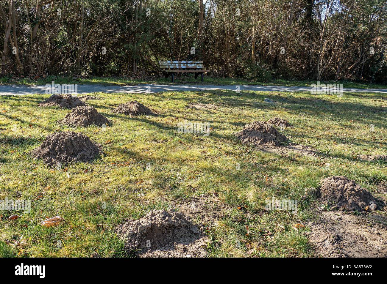 Viele Maulwurfshügel sprießen im Frühling aus der Erde - 28.03.2025: Viele Maulwurfshügel sprießen im Frühling aus der Erde, denn das Männchen erweitert sein Revier für die Paarung. DAS nervt so manchen Gartenbesitzer. Doch der Maulwurf steht unter Artenschutz und darf nicht gefangen, verletzt oder gar getötet werden. Lediglich das Vertreiben durch Lärm, Erschütterungen oder Gerüche ist erlaubt, so das Umweltbundesamt. Zudem ist der Maulwurf ein reiner Fleischfresser, der beispielsweise Schnecken, Insekten und Engerlinge frisst. 28.03.2025 Ribnitz-Damgarten Rostocker Landweg Meclemburgo-Vorpom Foto Stock