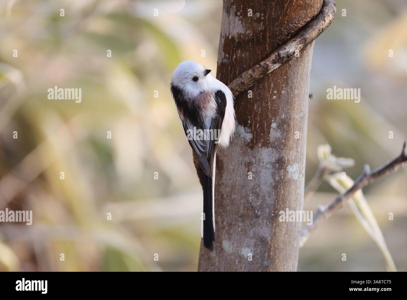 Il tit dalla coda lunga (Aegithalos caudatus japonicus), chiamato anche bushtit dalla coda lunga, è un uccello comune che si trova in tutta Europa e nel Paleartico. Foto Stock