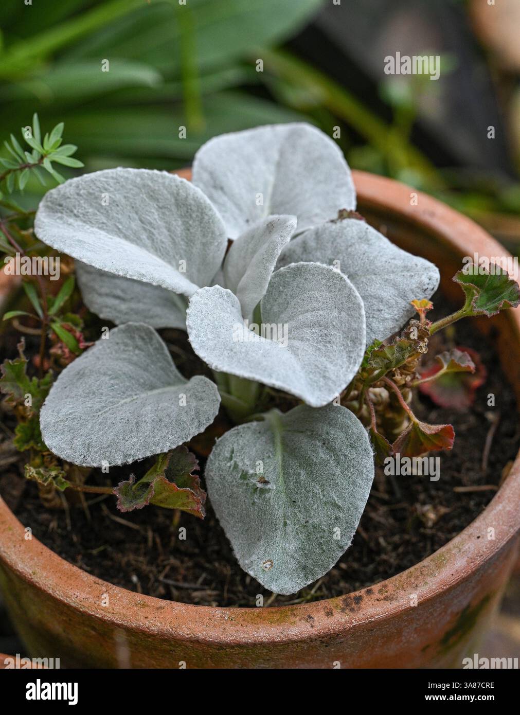 Senecio Angel Wings pianta in fiore in vaso da giardino Regno Unito Foto Stock