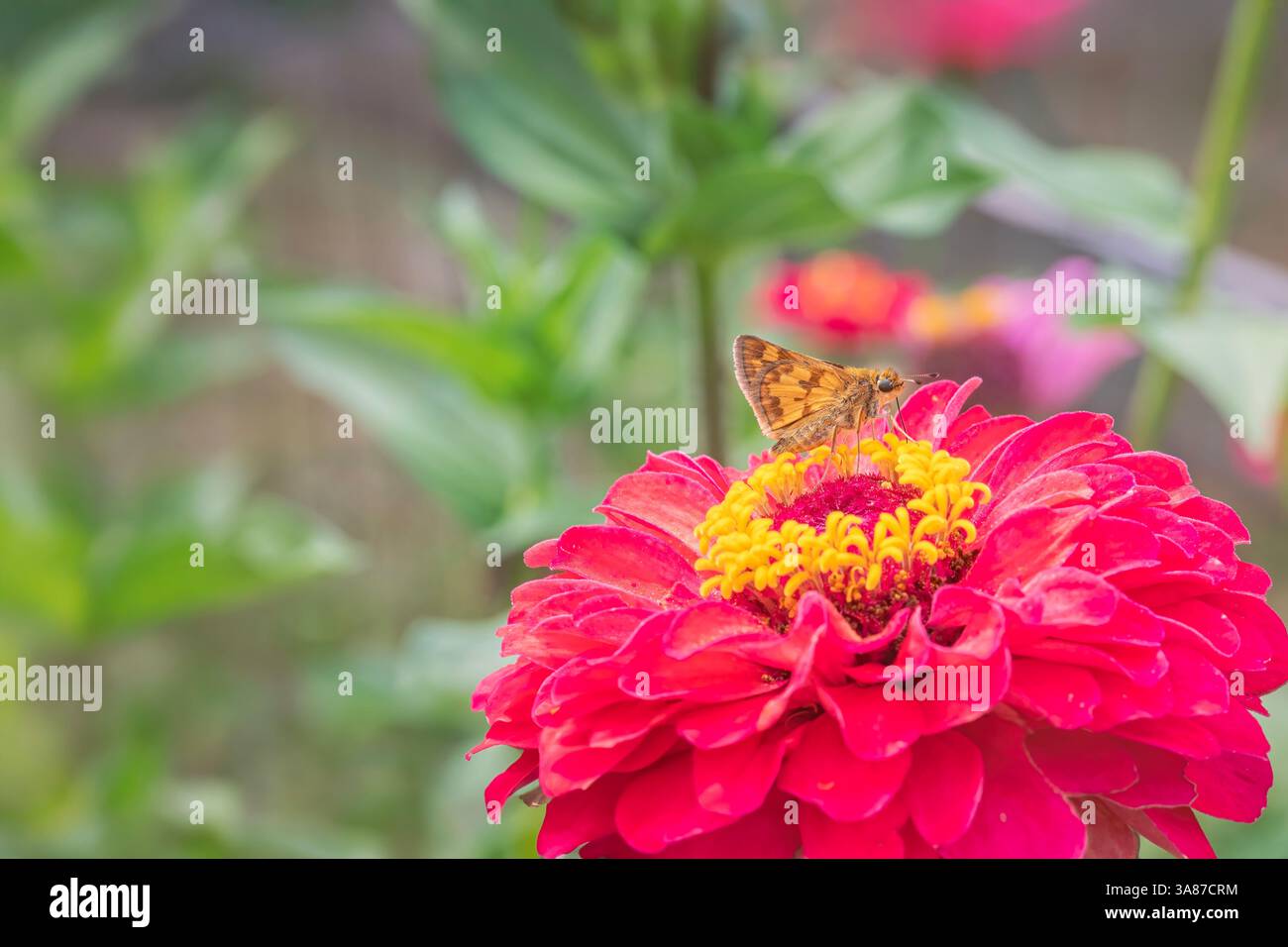 Skipper Butterfly raccoglie Nectar da un fiore di Zinnia Foto Stock