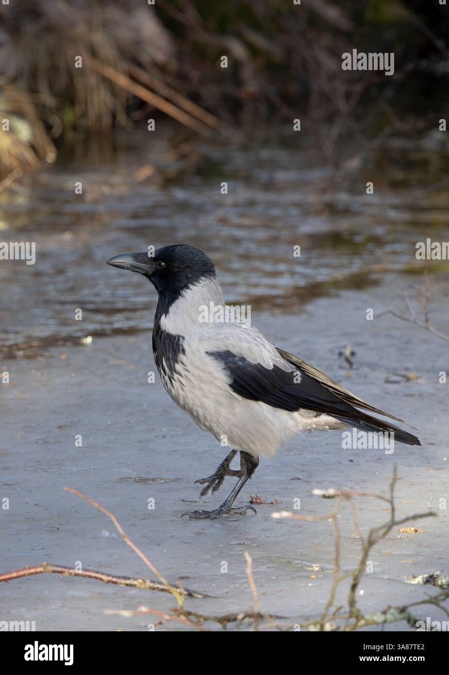 Corvus corone cornix Foto Stock