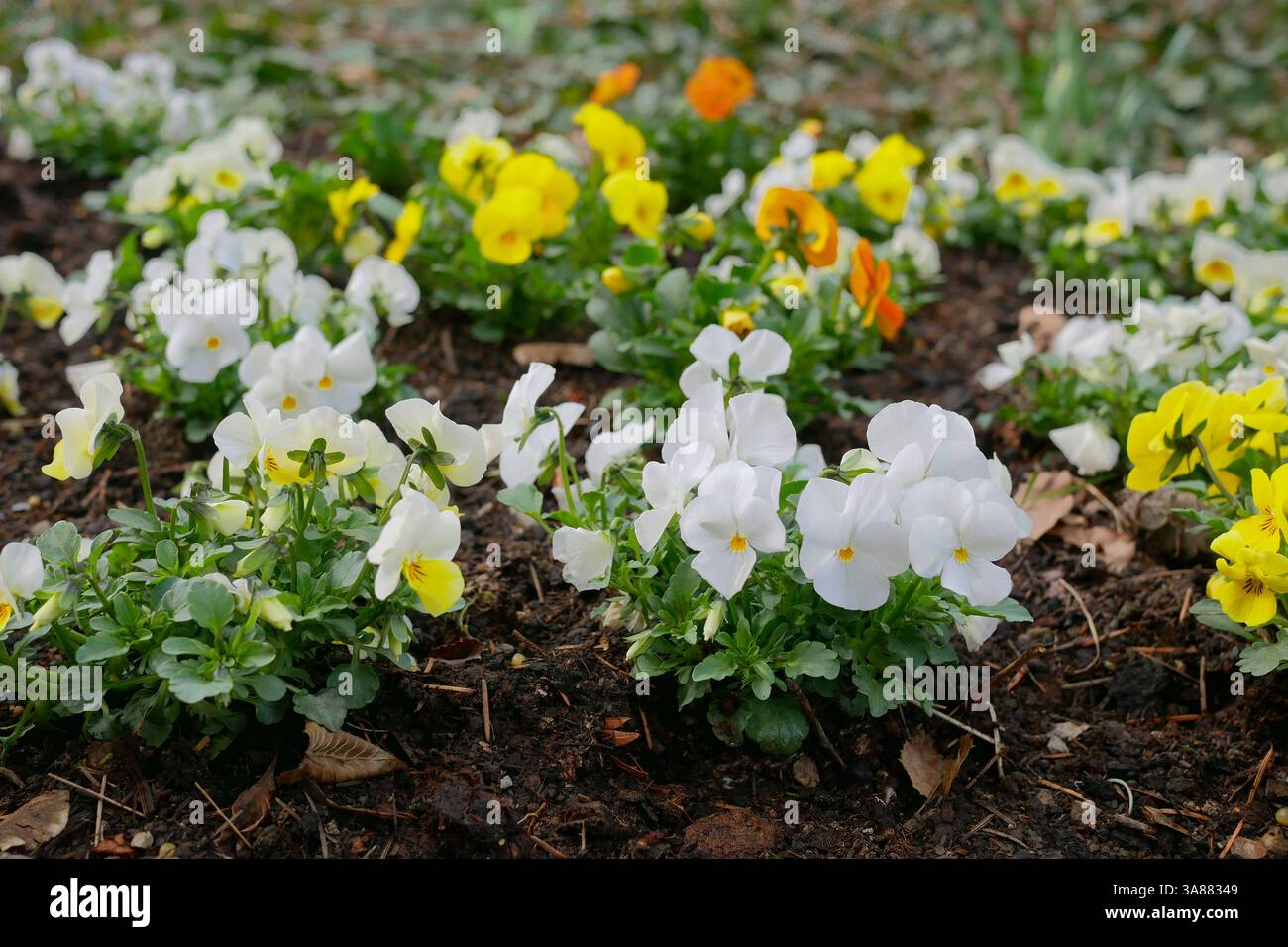 Pansie multicolori che crescono su un letto da giardino ben tenuto. Foto Stock