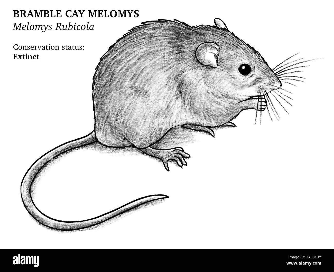 Bramble Cay Melomy animale estinto disegnato a mano in bianco e nero Foto Stock
