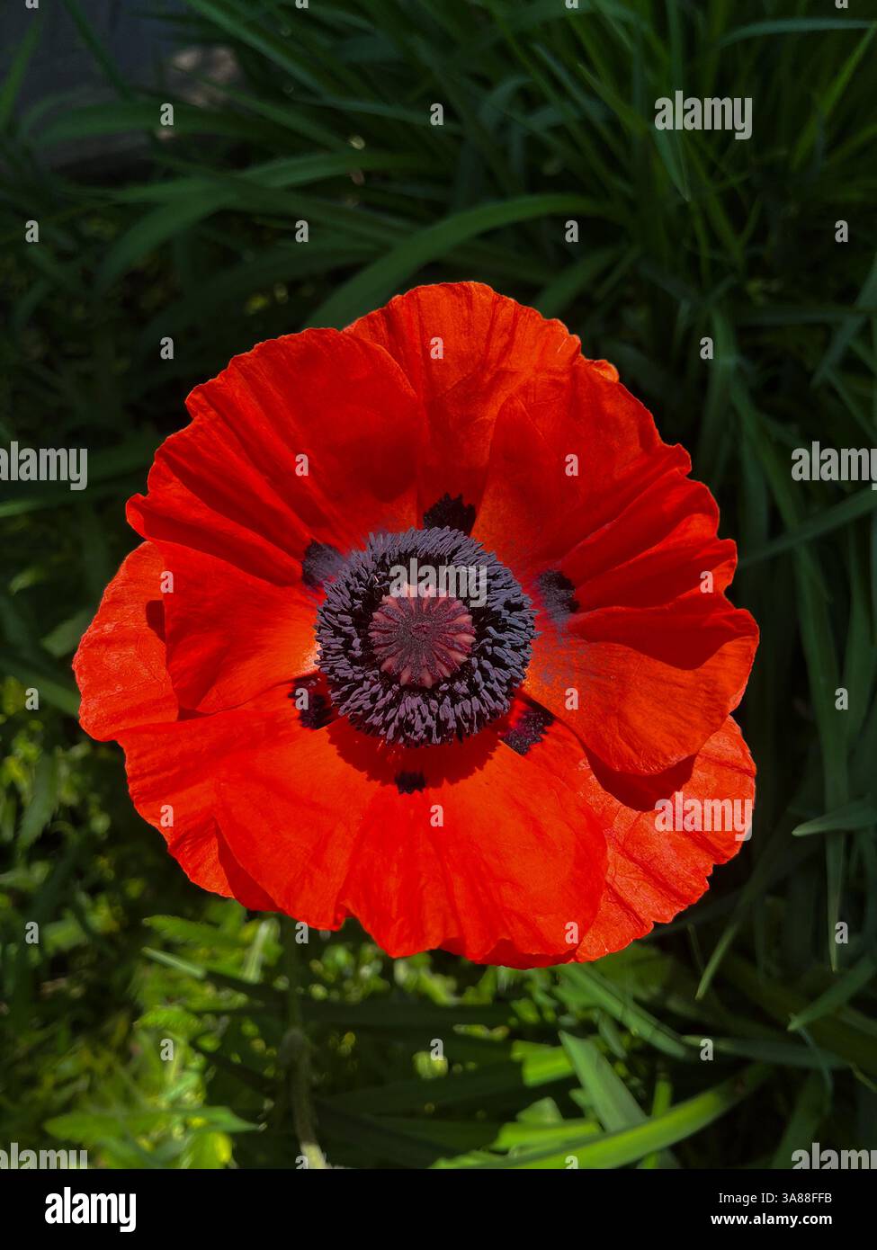 Primo piano del papavero orientale rosso caldo e luminoso Foto Stock