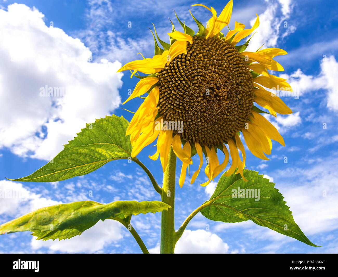 Girasole a fiore singolo / Tournesol con motivo a spirale Fibonacci - sud-Touraine, Francia. Foto Stock