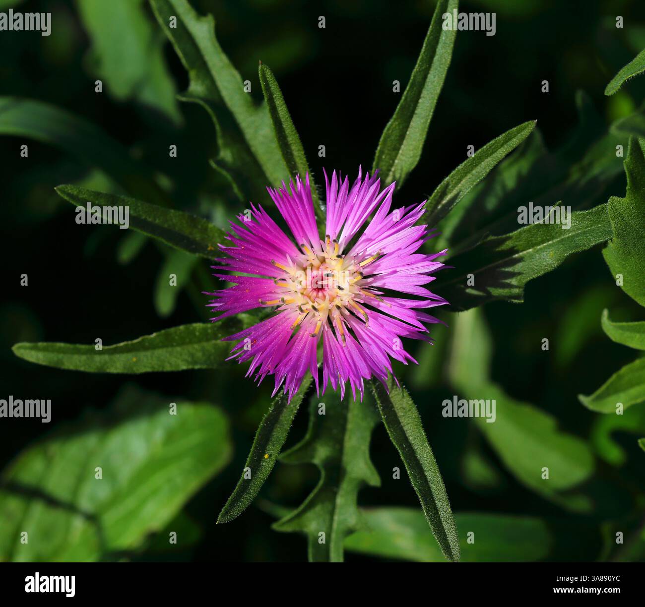 Centaurea pullata - nomi comuni per questo genere sono centauri, centori, starthistles, knapweed e centaureas. Fioritura fresca, che cresce selvatica in Portogallo. Foto Stock