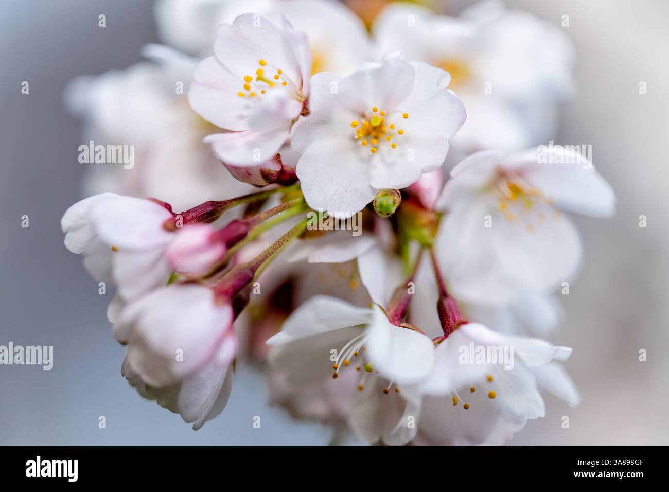 Fiori di ciliegio a Washington DC | WASHINGTON D.C., Stati Uniti — Una vista macro cattura un gruppo di fiori di ciliegio Yoshino, la varietà che rappresenta circa il 70% degli alberi del National Park Service intorno al Tidal Basin. I fiori, discendenti da un dono di 3.020 alberi da Tokyo del 1912, si aprono in grappoli da due a cinque e hanno un leggero profumo di mandorla caratteristico della famiglia delle rosacee. Foto Stock