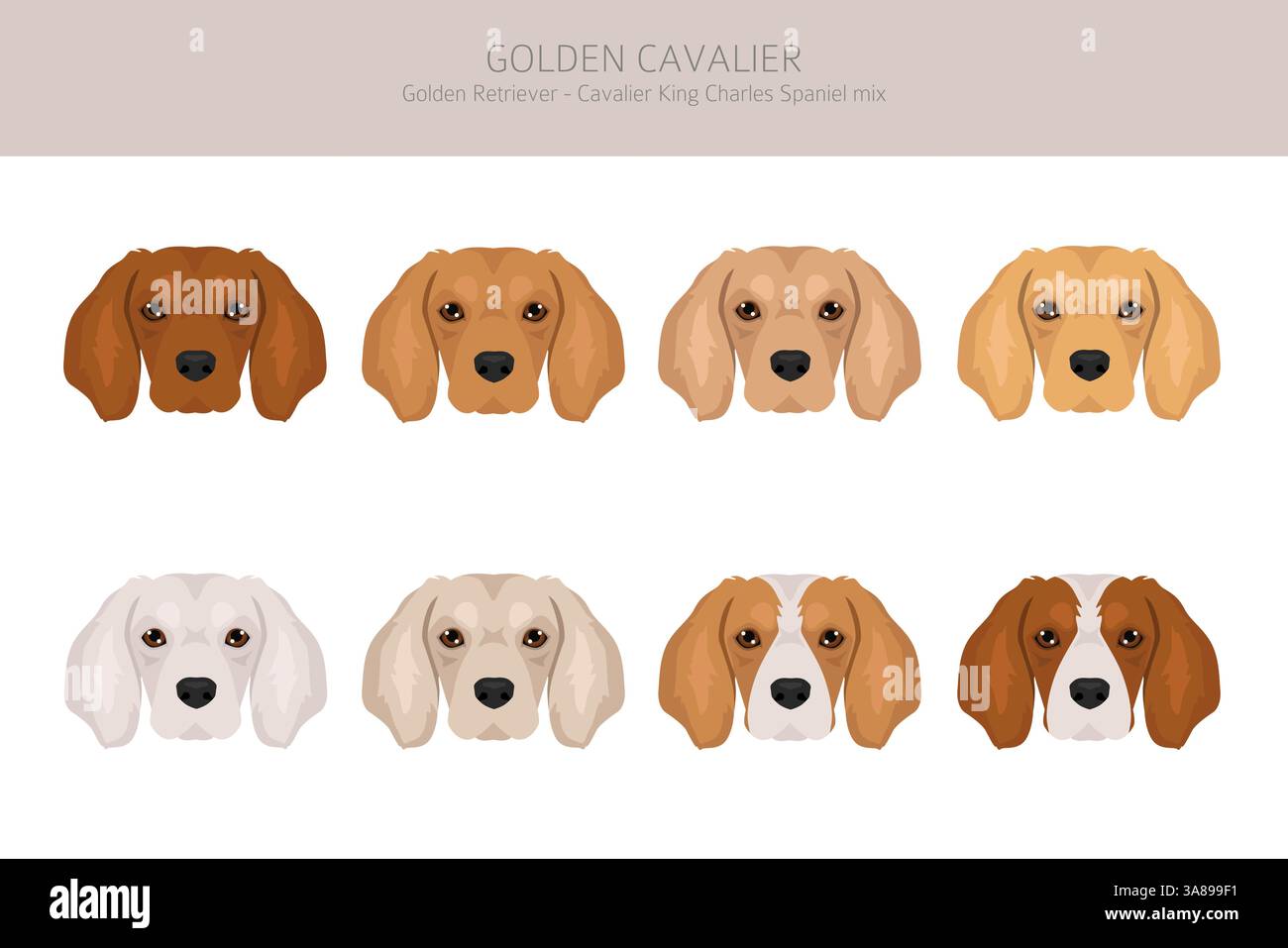 Clipart Golden Cavalier. Golden Retriever Cavalier King Charles Spaniel mix. Diversi colori per cappotti. Illustrazione vettoriale Illustrazione Vettoriale