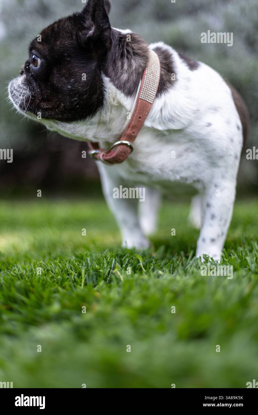 Un adorabile Bulldog francese in piedi su erba fresca in un giardino illuminato dal sole che crea un'atmosfera serena e tranquilla, che mostra la bellezza naturale e il cha Foto Stock