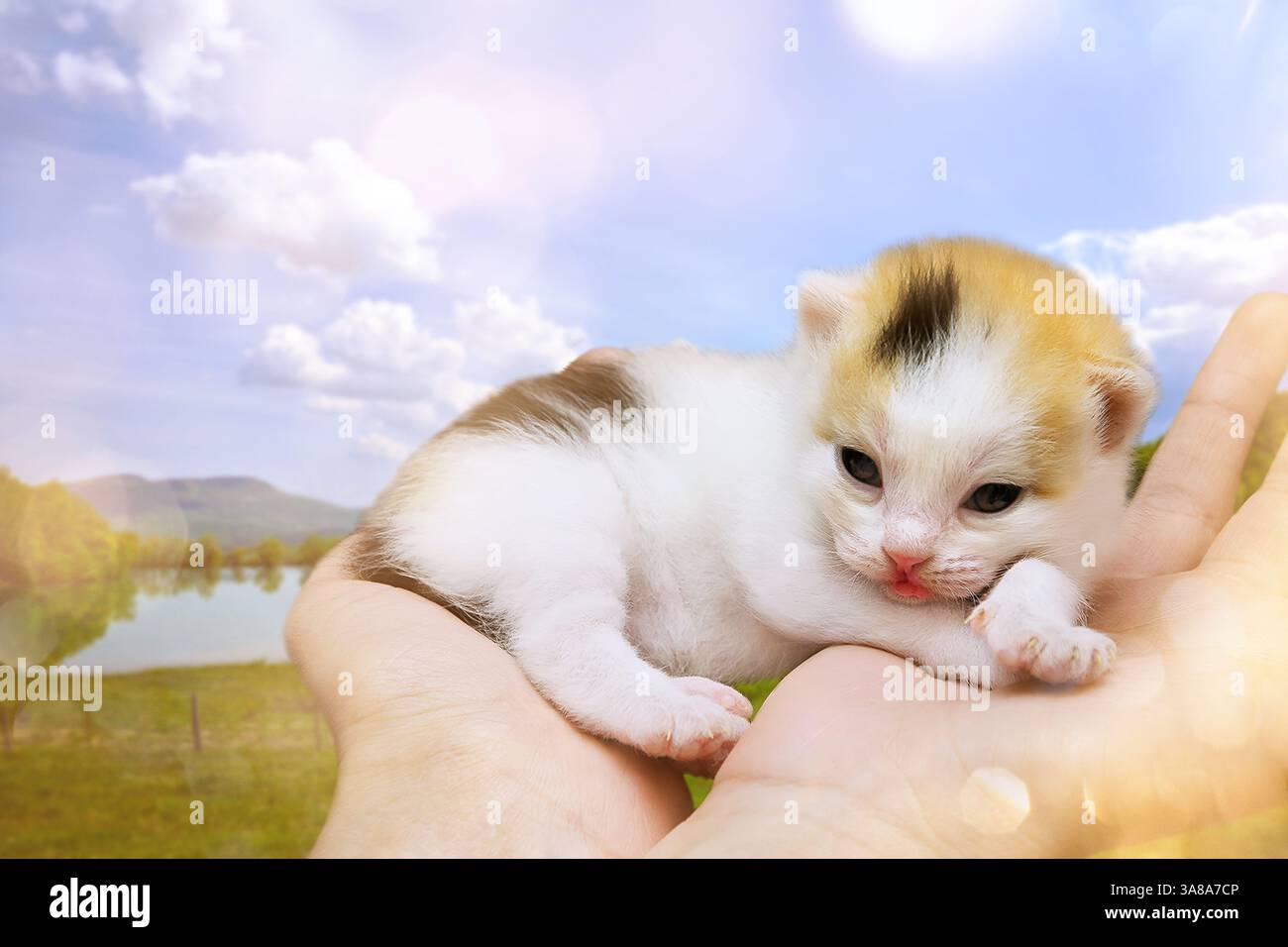 Piccolo gattino carino nel palmo della mano. Mi dia Shelter. Manifestazione d'amore per gli animali. Protezione e sicurezza affidabili Foto Stock