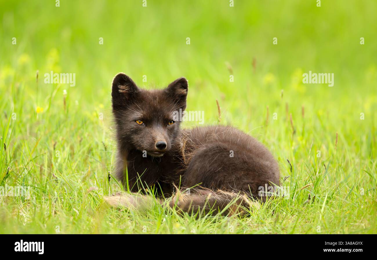 Femmina di volpe artica giace in un prato, Islanda Foto Stock