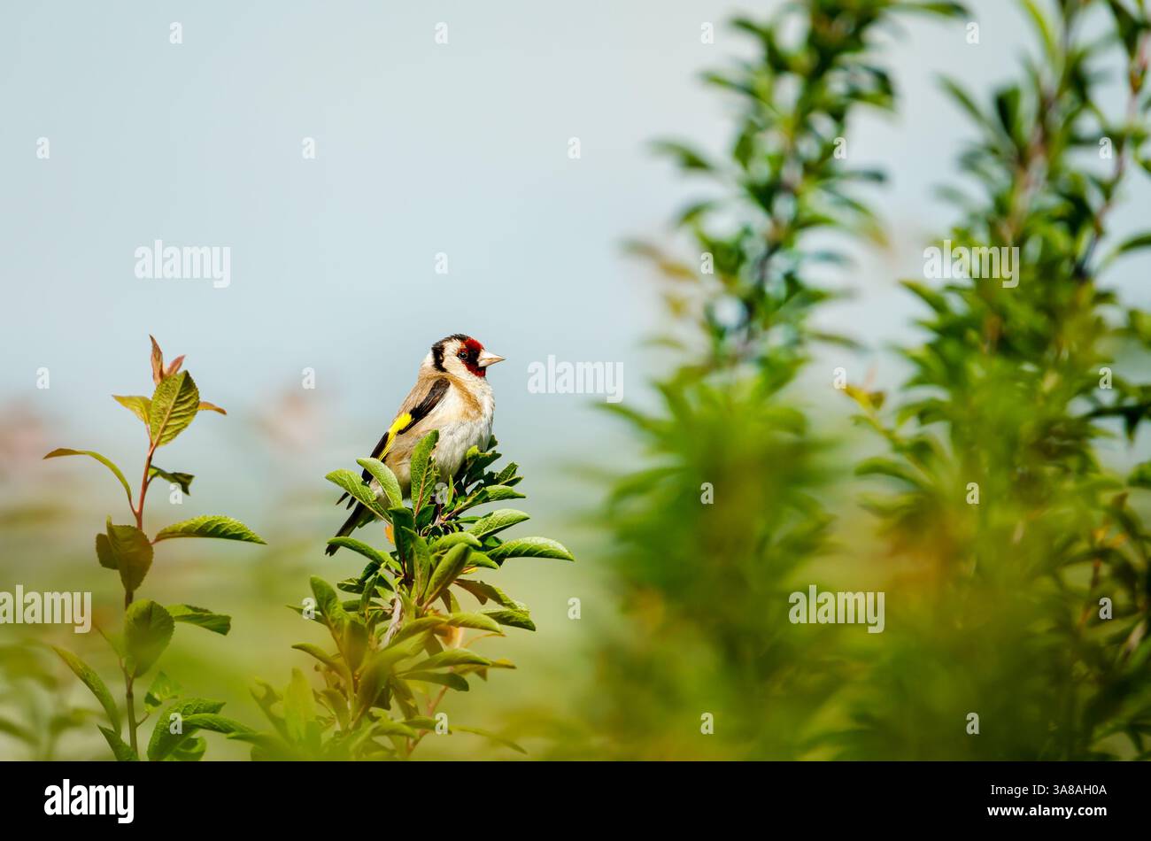 European goldfinch arroccato su un ramo d'albero, Regno Unito. Foto Stock