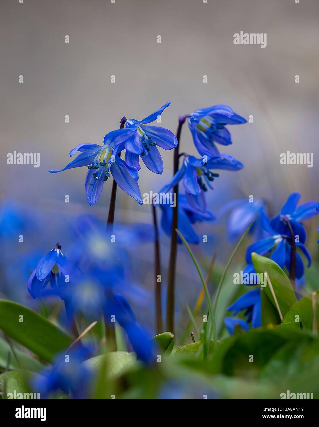 Fiori blu squill siberiano (Scilla siberica). Pianta del prato con fiori blu nell'erba. Sfondo floreale primaverile. Squill blu siberiano Foto Stock
