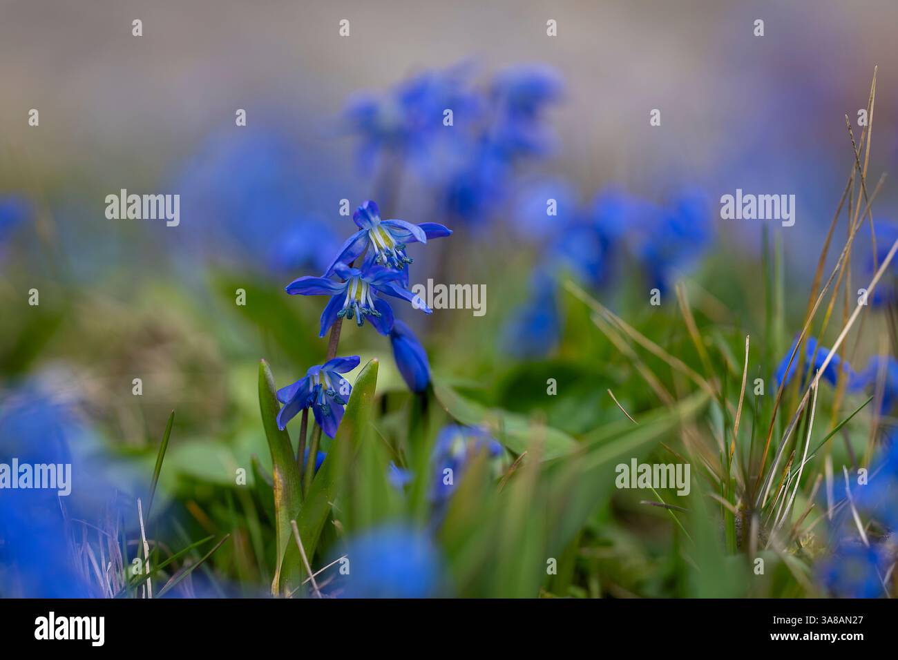 Fiori blu squill siberiano (Scilla siberica). Pianta del prato con fiori blu nell'erba. Sfondo floreale primaverile. Squill blu siberiano Foto Stock