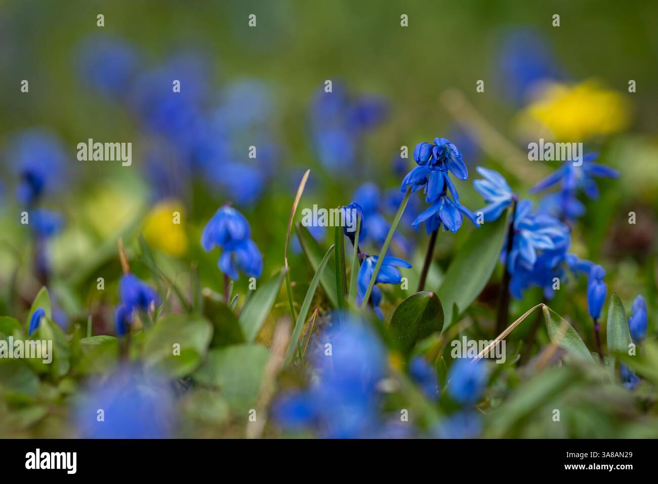 Fiori blu squill siberiano (Scilla siberica). Pianta del prato con fiori blu nell'erba. Sfondo floreale primaverile. Squill blu siberiano Foto Stock