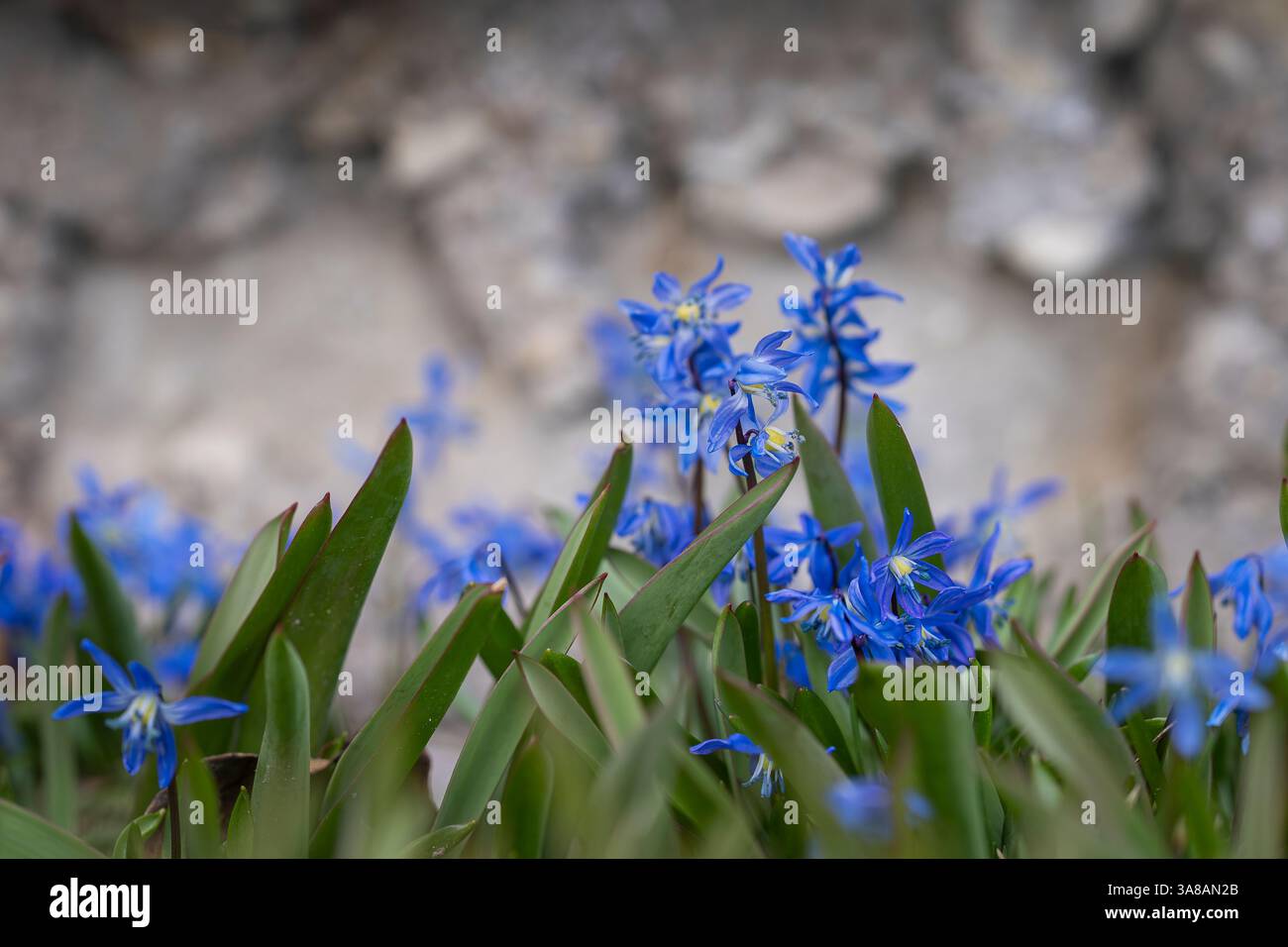Fiori blu squill siberiano (Scilla siberica). Pianta del prato con fiori blu nell'erba. Sfondo floreale primaverile. Squill blu siberiano Foto Stock